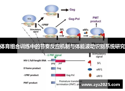 体育组合训练中的节奏反应机制与体能波动识别系统研究